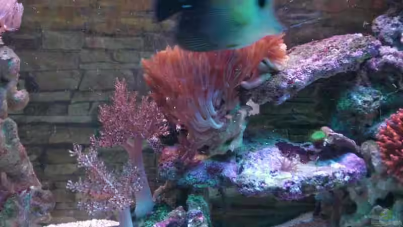 Aquarium Becken 2280 von Tom Vogel (2)