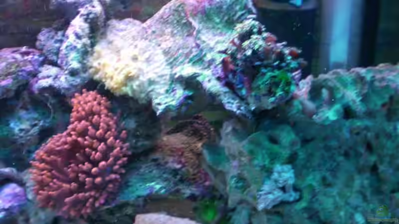 Aquarium Becken 2280 von Tom Vogel (4)