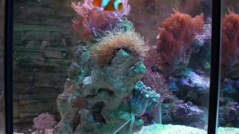 Aquarium Becken 2280 von Tom Vogel (5)