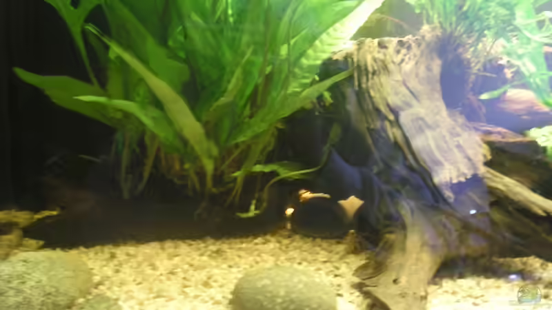 Aquarium Becken 2286 von Sebastian Zunhammer (2)