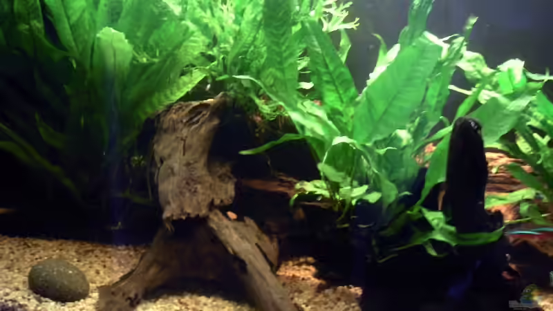 Aquarium Becken 2286 von Sebastian Zunhammer (3)