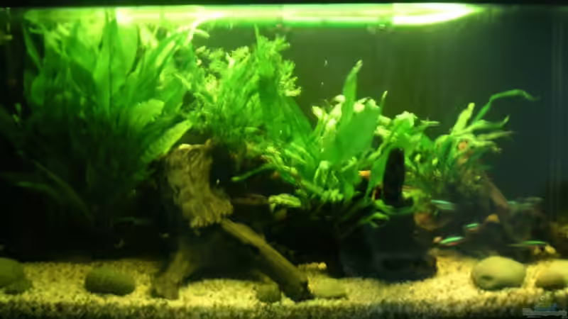 Aquarium Becken 2286 von Sebastian Zunhammer (4)