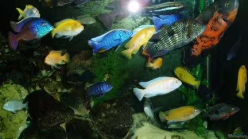 Aquarium Becken 22860 (nur noch als Beispiel) von MADNESS1.0 (9)