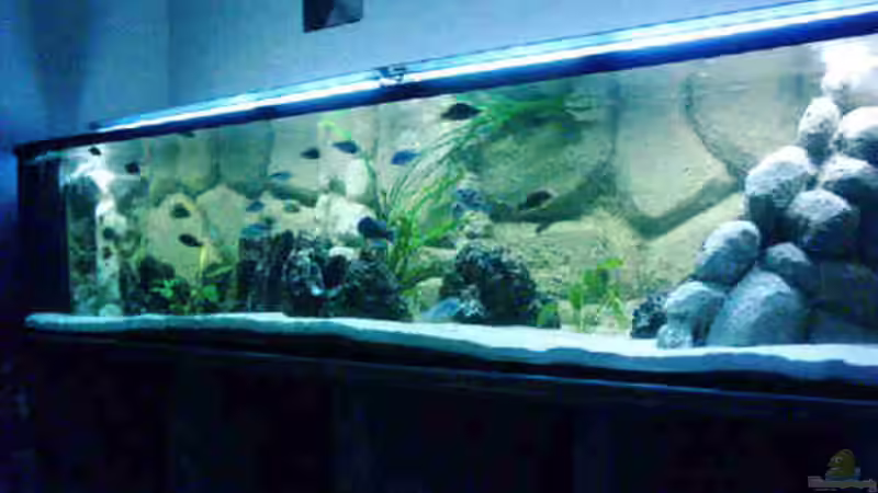 Aquarium Becken 2287 von Torsten Höppner (2)