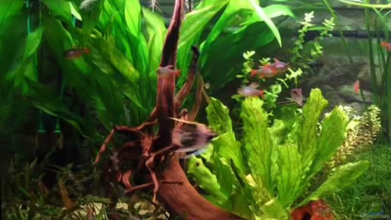 Aquarium Becken 2297 von Claudia Knops (2)