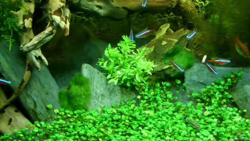 Aquarium Becken 22972 von Alex Simon (8)