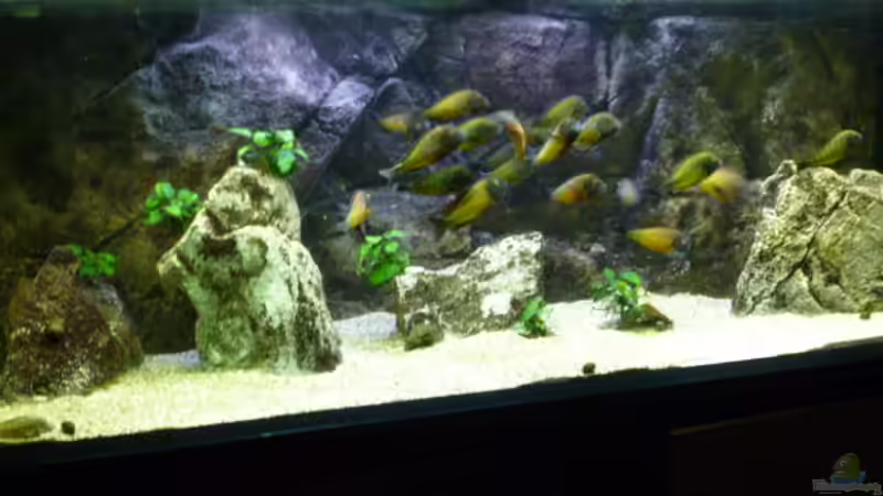 Aquarium Becken 23040 aufgelöst 2019 von Erik S. (2)