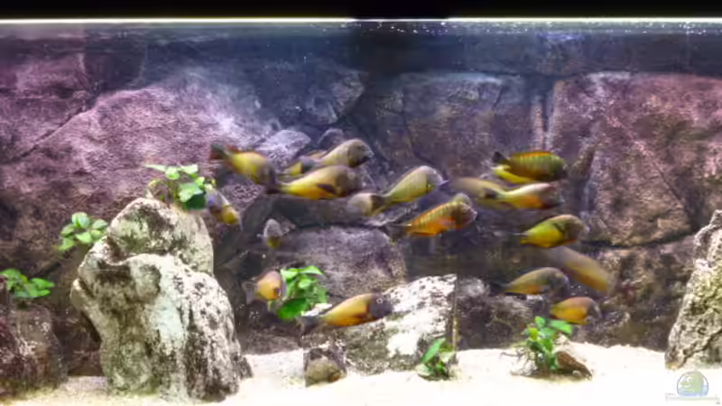 Aquarium Becken 23040 aufgelöst 2019 von Erik S. (3)