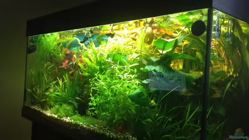 Aquarium Becken 23057 von Pflanzenbecken (4)