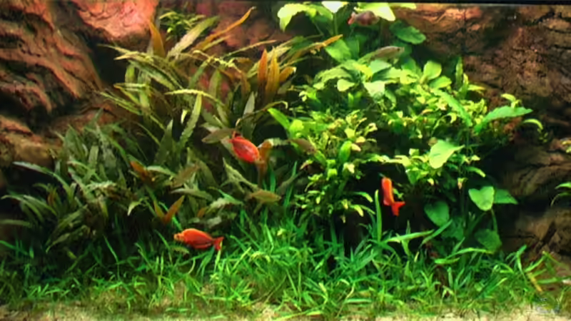 Aquarium Becken 2316 von Tilo Schmiedl (9)