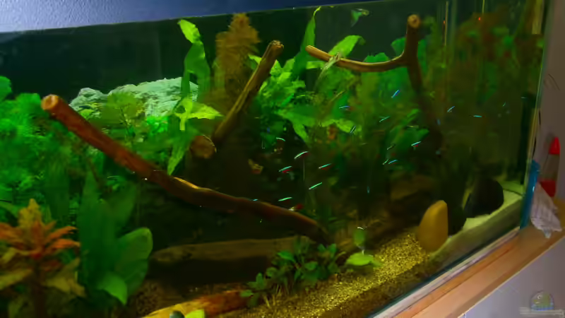 Aquarium Becken 23166 von Dal3838 (3)