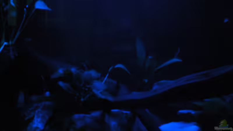 Aquarium Becken 23302 von Falk Bellmann (11)