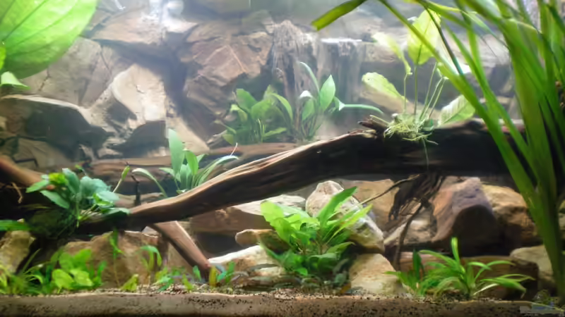 Aquarium Becken 23302 von Falk Bellmann (7)