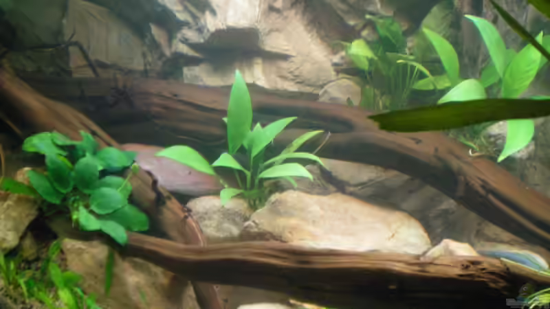 Aquarium Becken 23302 von Falk Bellmann (8)