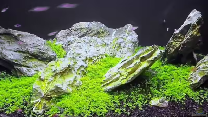 Aquarium Becken 2346 von J.Liebold (6)