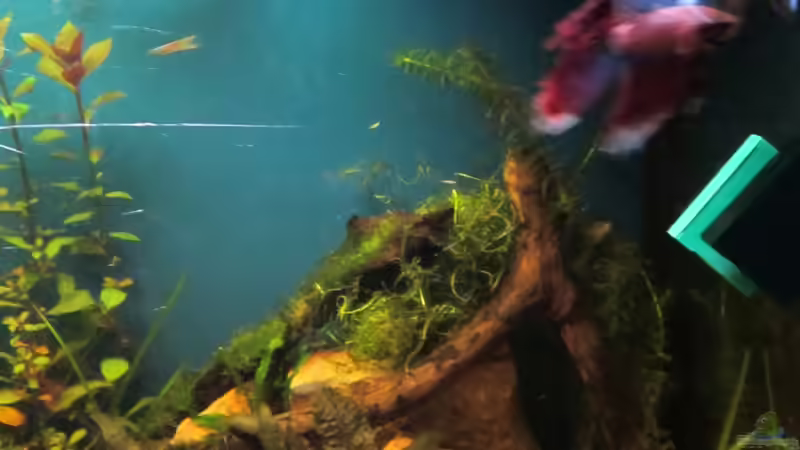 Aquarium Becken 23505 von Shazrak (2)