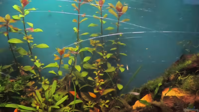 Aquarium Becken 23505 von Shazrak (3)