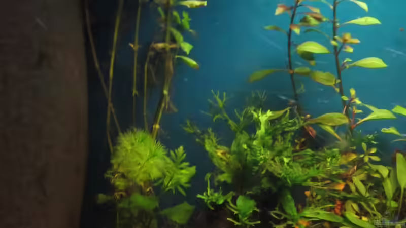 Aquarium Becken 23505 von Shazrak (4)