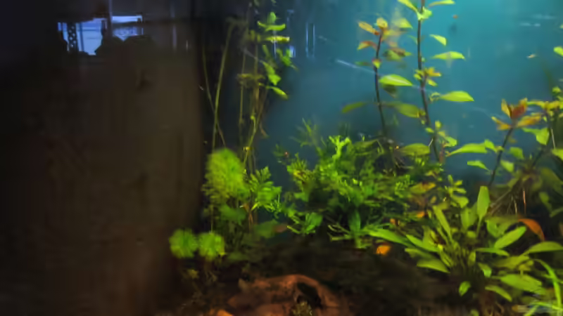 Aquarium Becken 23505 von Shazrak (5)