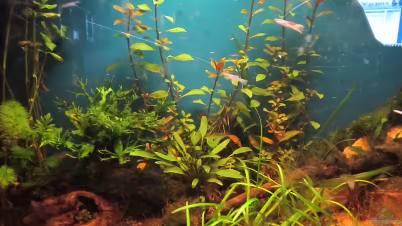 Aquarium Becken 23505 von Shazrak (6)