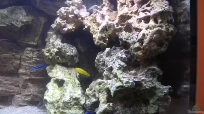 Aquarium Becken 2351 von Peter Seifert (3)