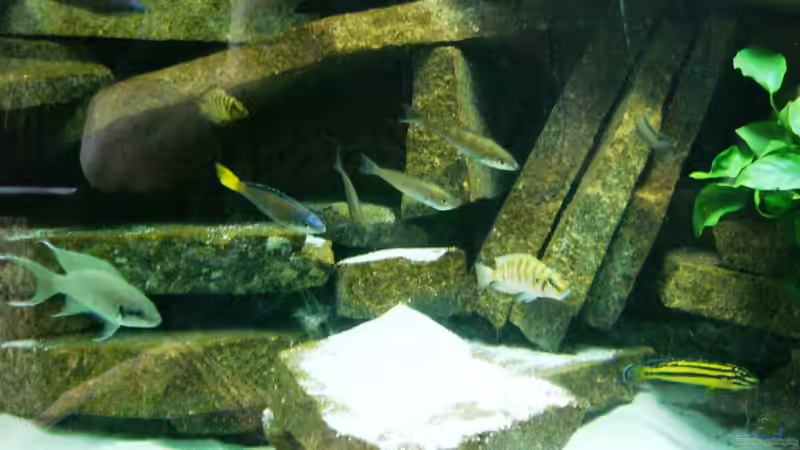 Aquarium Becken 23529 von Jedy (3)