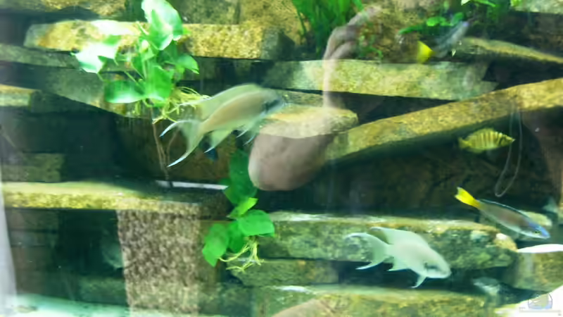 Aquarium Becken 23529 von Jedy (5)