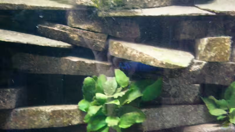 Aquarium Becken 23533 von Jedy (4)