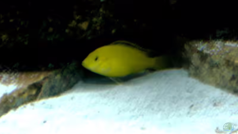 Aquarium Becken 23533 von Jedy (6)