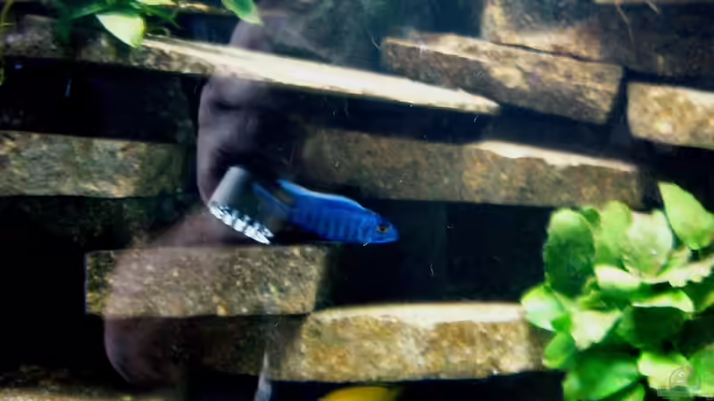 Aquarium Becken 23533 von Jedy (7)