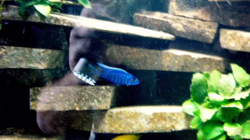 Aquarium Becken 23533 von Jedy (9)