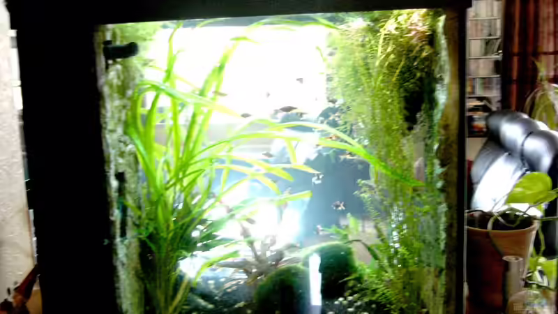 Aquarium Becken 23534 von Jedy (3)