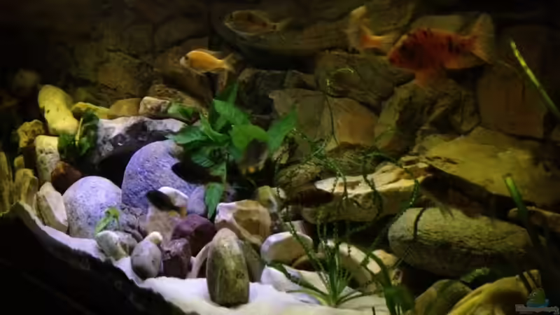 Aquarium Becken 23671 von Alexander Leixner (4)