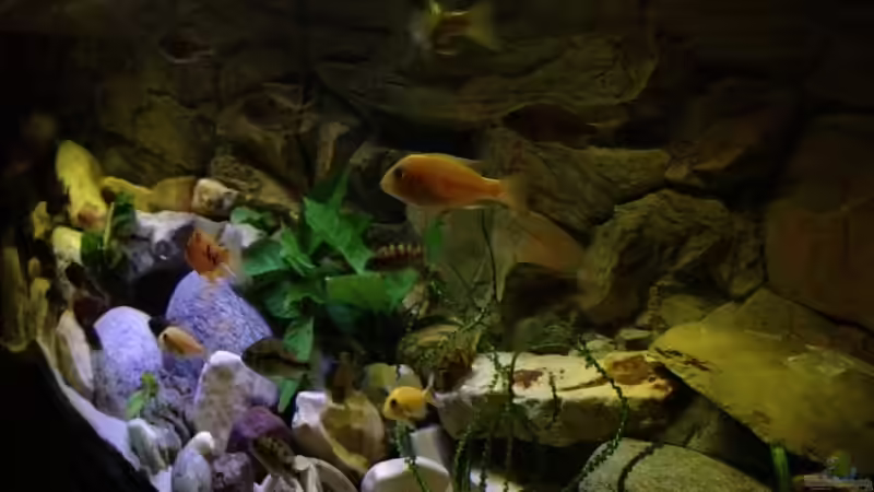 Aquarium Becken 23671 von Alexander Leixner (5)