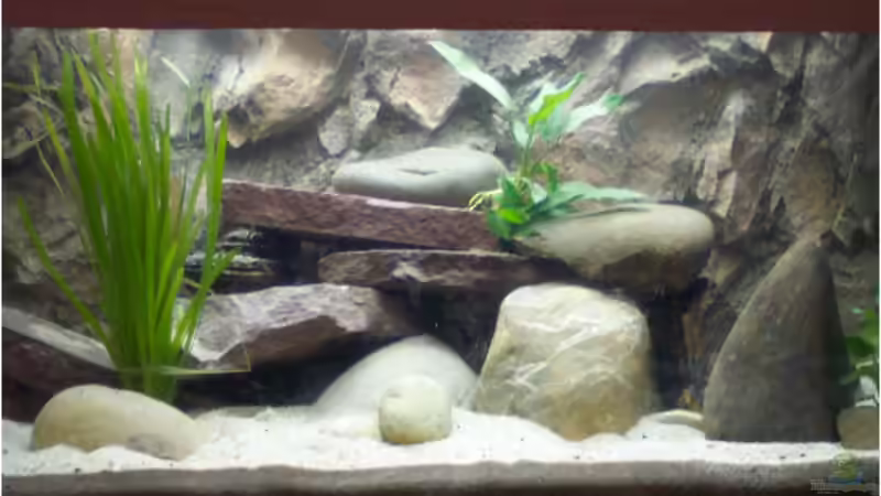 Aquarium Becken 237 von Mathias Popp (3)