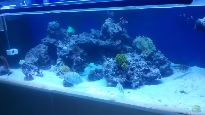 Aquarium Becken 23837 von David F. (3)