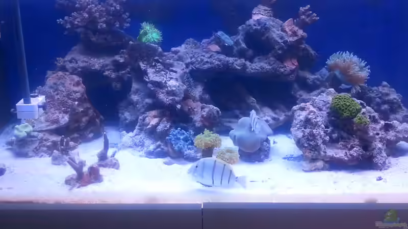 Aquarium Becken 23837 von David F. (4)