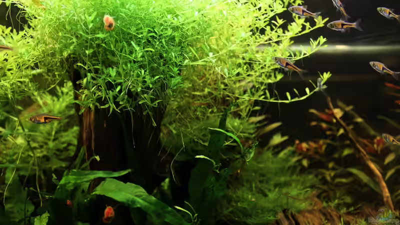 Aquarium Becken 23904 von Annika (7)