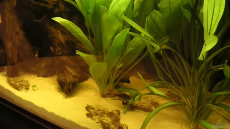 Aquarium Becken 2397 von Sebastian Zunhammer (3)