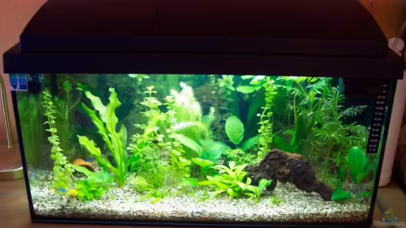 Aquarium Becken 2421 von BerlinKowgirl (2)