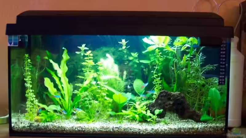 Aquarium Becken 2421 von BerlinKowgirl (3)