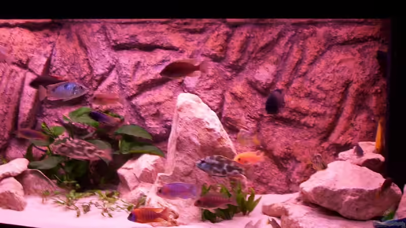 Aquarium Becken 2422 von Dominik Losinzky (3)