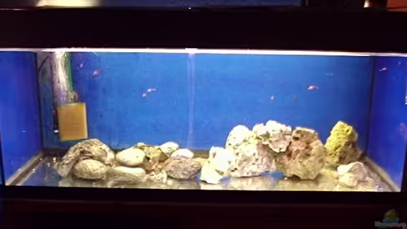 Aquarium Becken 243 von Matthias Knittel (2)