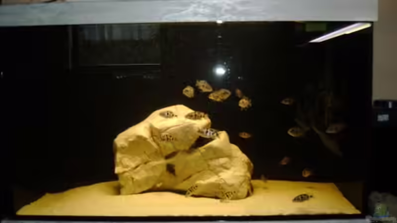 Aquarium Becken 243 von Matthias Knittel (6)