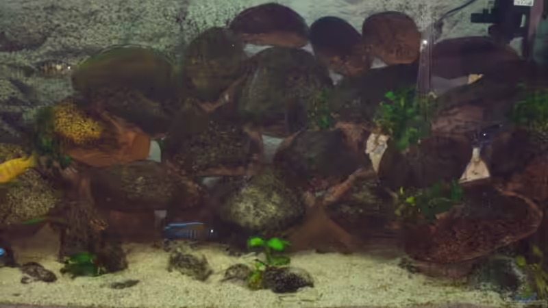 Aquarium Becken 2435 von Jens Szymaniak (4)