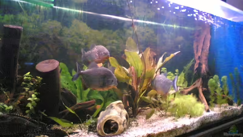 Aquarium Becken 2439 von Sirko Laskowsky (2)