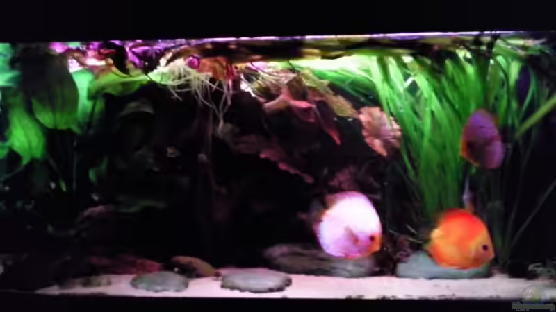 Aquarium Becken 2458 von Ben (3)