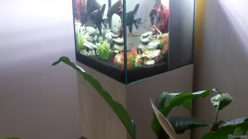 Aquarium Becken 24631 von Nemo65 (2)