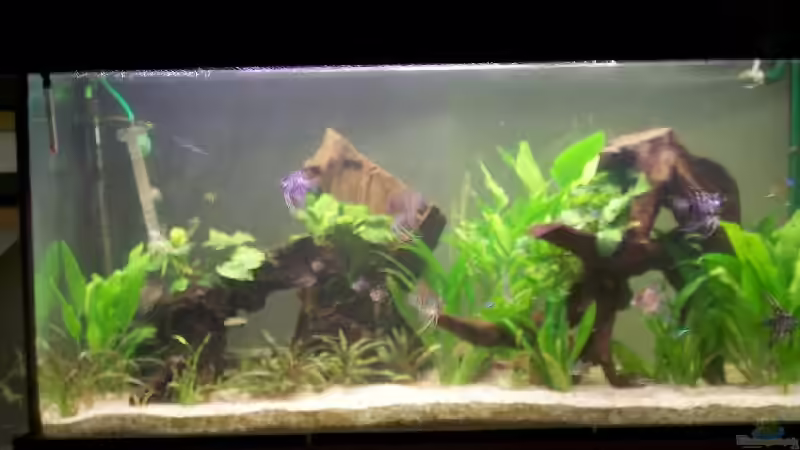 Aquarium Becken 2465 von Thomas Fialkowski (2)