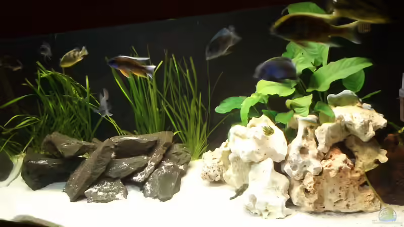 Aquarium Becken 24810  ABZUGEBEN! von ABZUGEBEN!! (4)